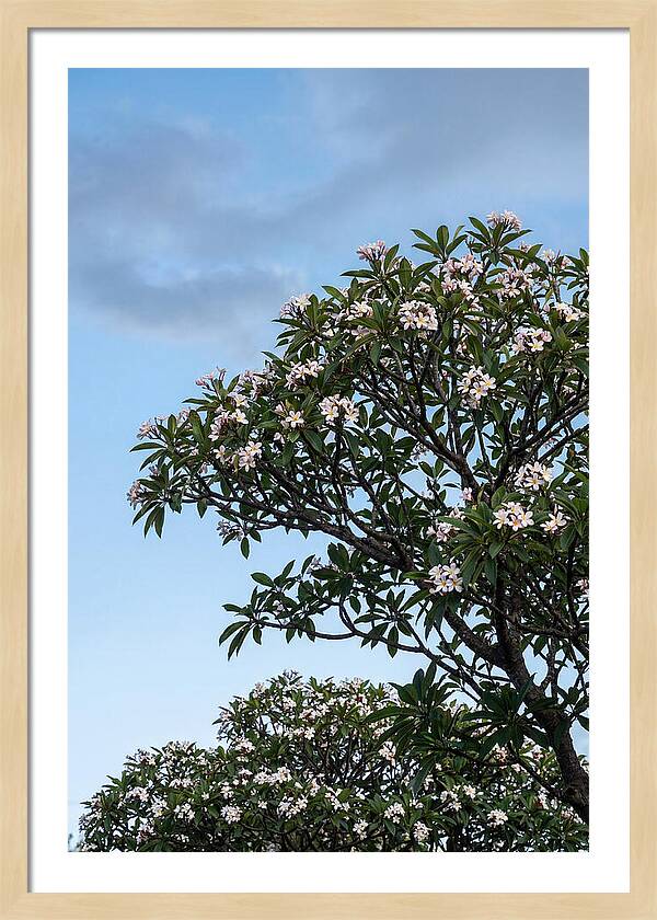 Plumeria Tree In Full Bloom
