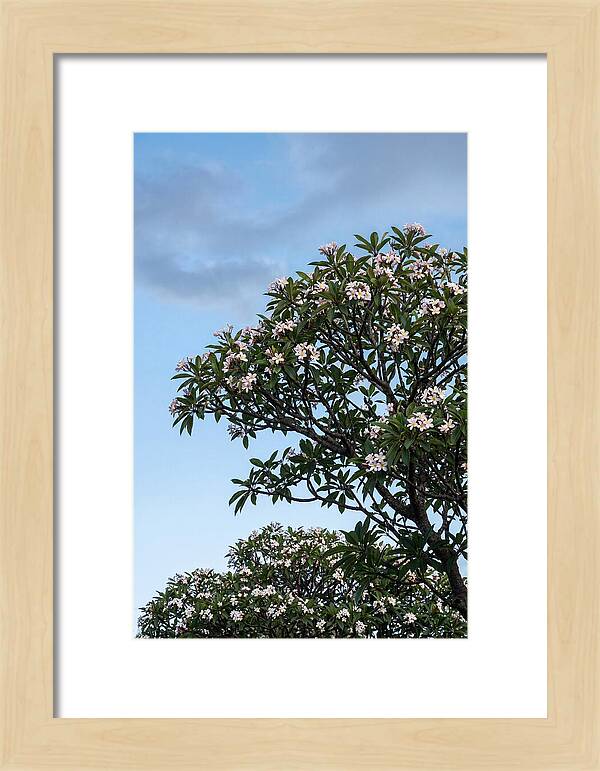Plumeria Tree In Full Bloom