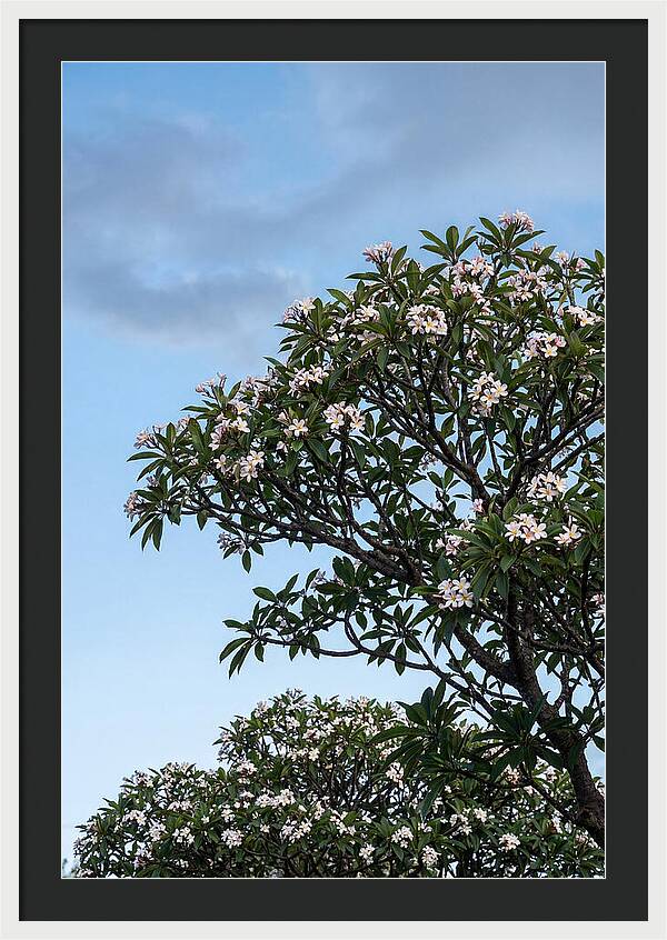 Plumeria Tree In Full Bloom