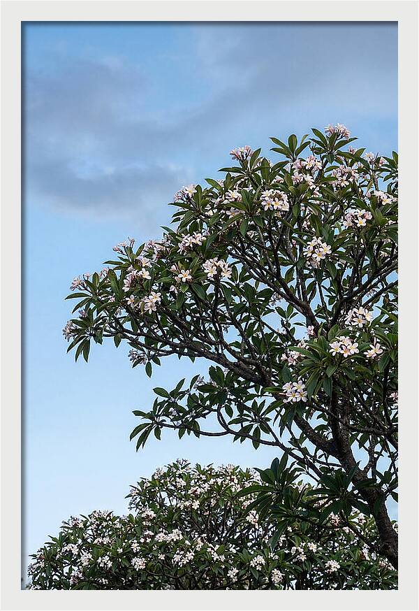 Plumeria Tree In Full Bloom