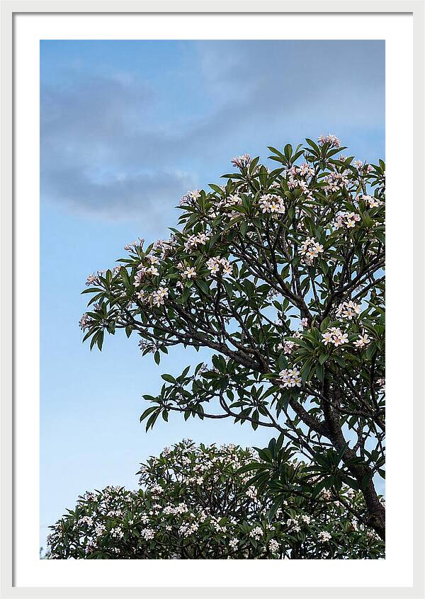 Plumeria Tree In Full Bloom