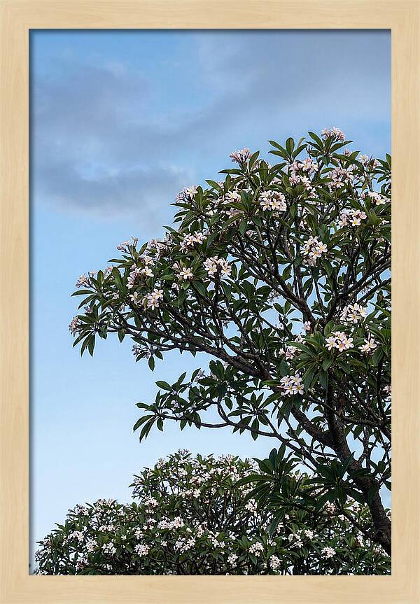 Plumeria Tree In Full Bloom