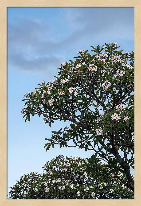 Plumeria Tree In Full Bloom