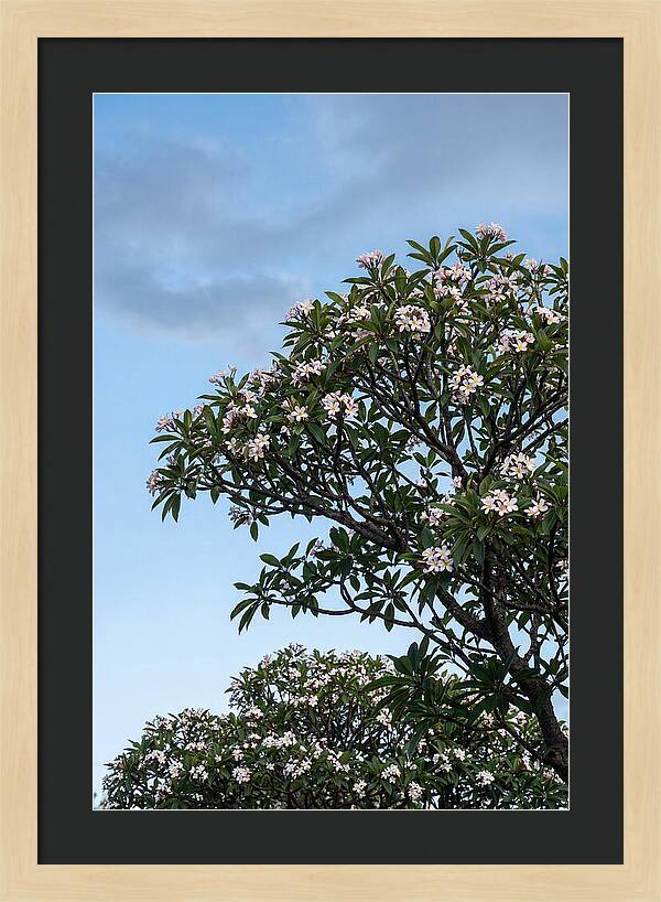 Plumeria Tree In Full Bloom