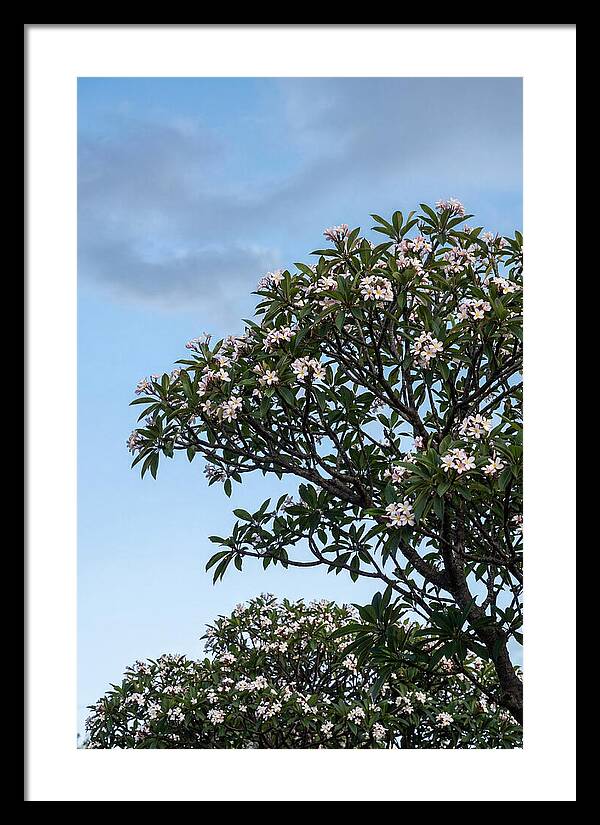 Plumeria Tree In Full Bloom