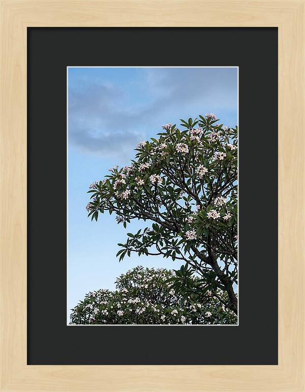 Plumeria Tree In Full Bloom