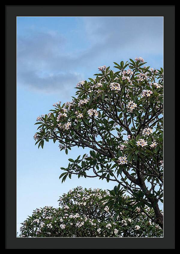 Plumeria Tree In Full Bloom
