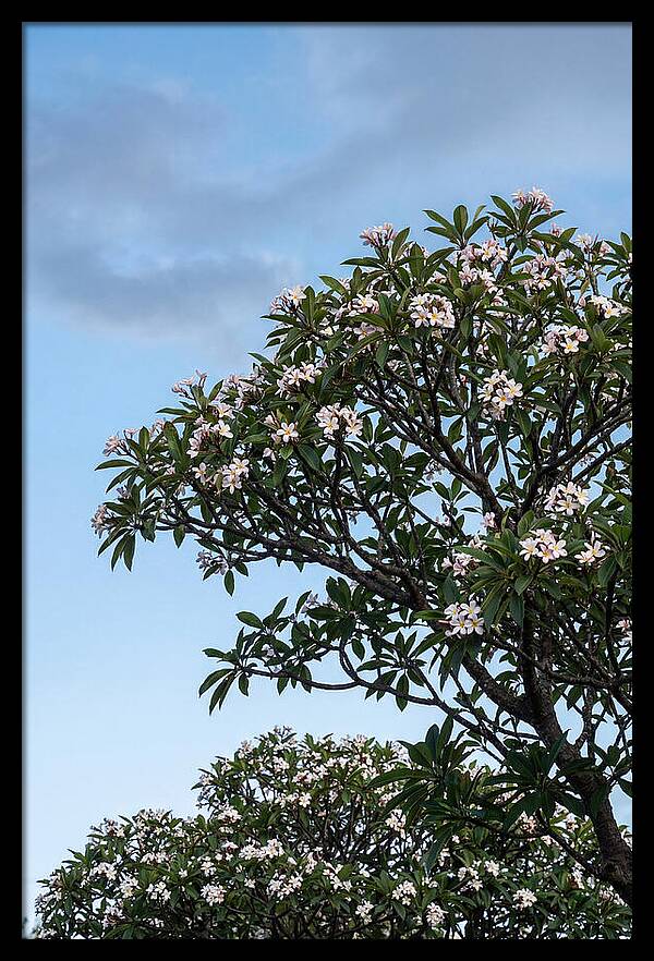 Plumeria Tree In Full Bloom