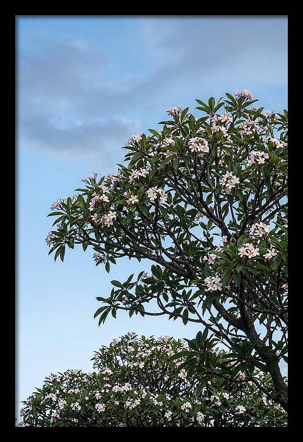 Plumeria Tree In Full Bloom