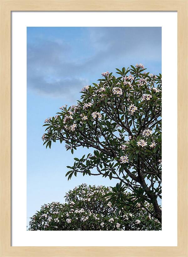 Plumeria Tree In Full Bloom