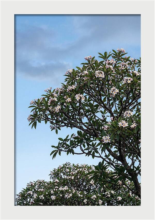 Plumeria Tree In Full Bloom