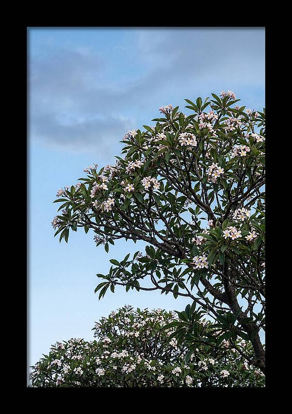 Plumeria Tree In Full Bloom