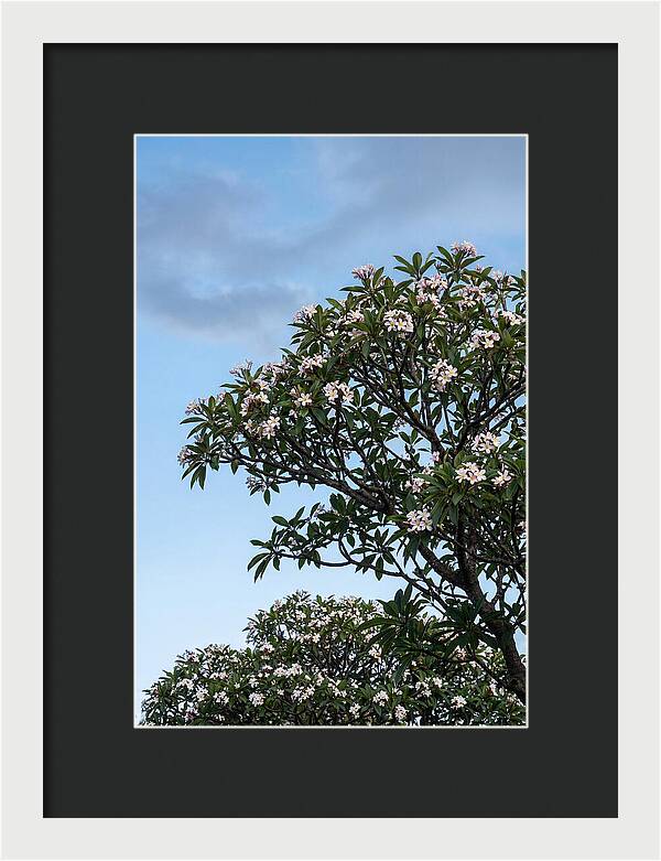 Plumeria Tree In Full Bloom