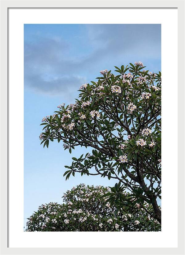 Plumeria Tree In Full Bloom
