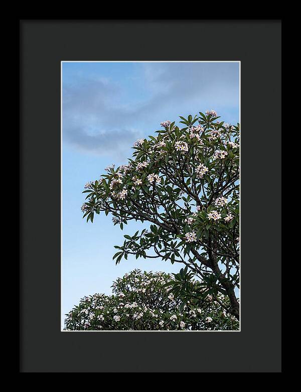 Plumeria Tree In Full Bloom
