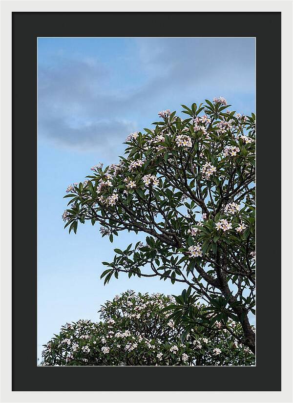 Plumeria Tree In Full Bloom