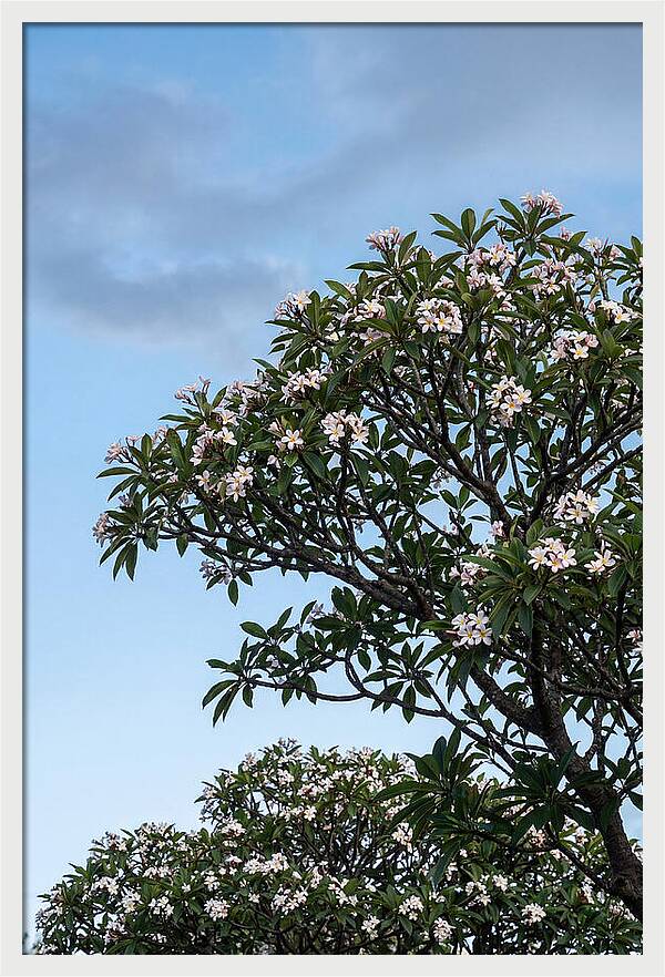 Plumeria Tree In Full Bloom
