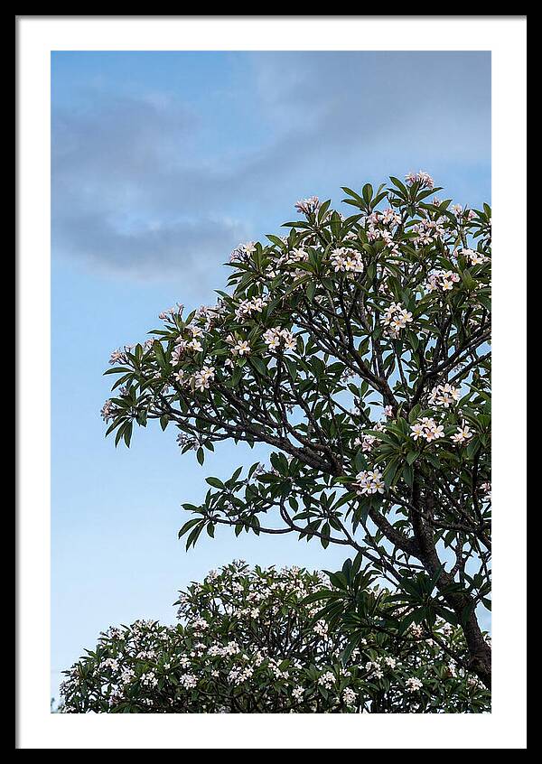 Plumeria Tree In Full Bloom
