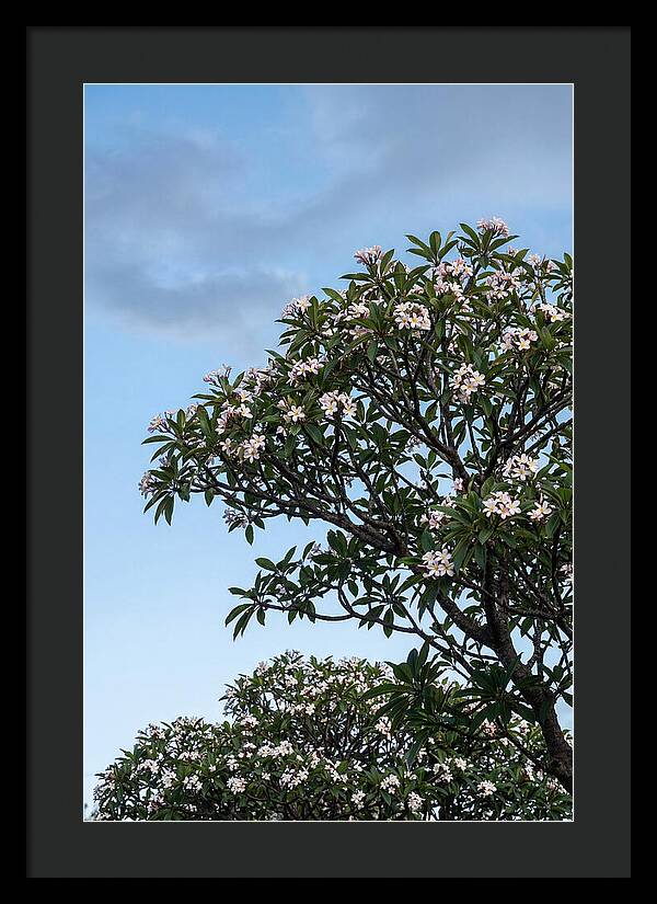 Plumeria Tree In Full Bloom