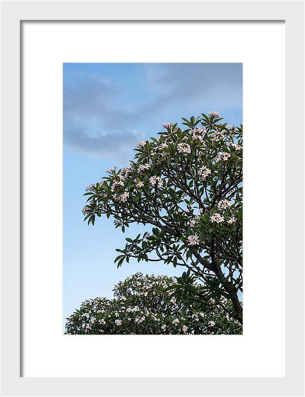 Plumeria Tree In Full Bloom
