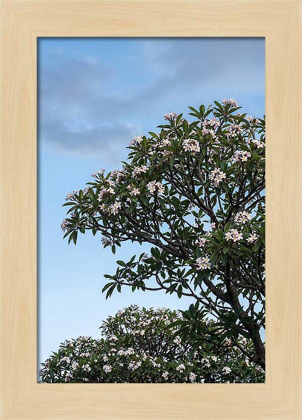 Plumeria Tree In Full Bloom