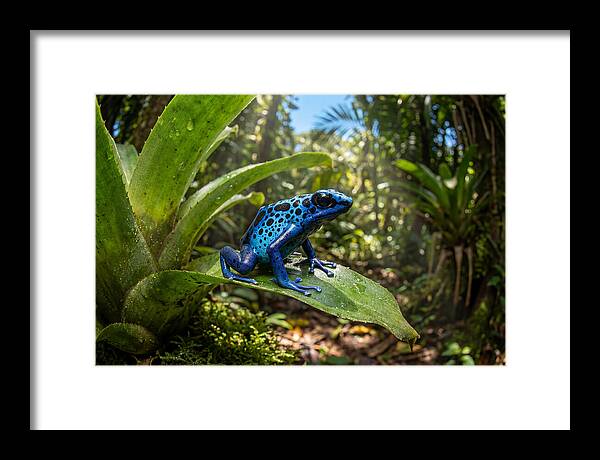 Poison Dart Frog In Lush Jungle