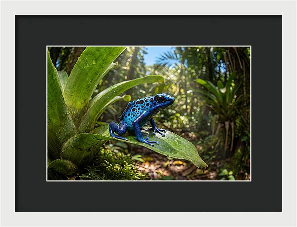 Poison Dart Frog In Lush Jungle