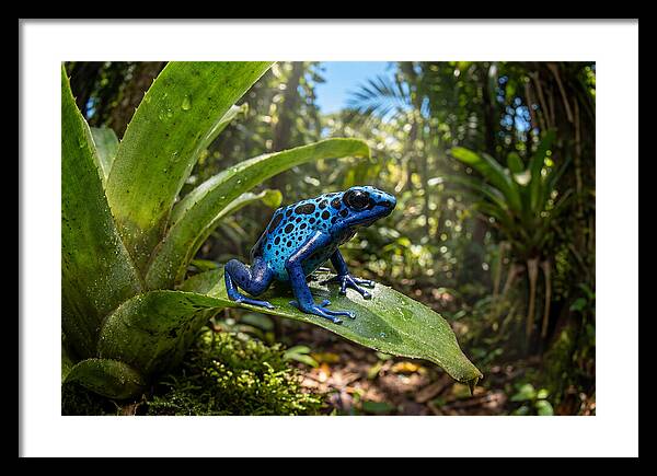 Poison Dart Frog In Lush Jungle