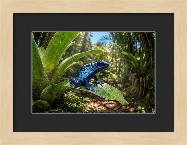 Poison Dart Frog In Lush Jungle