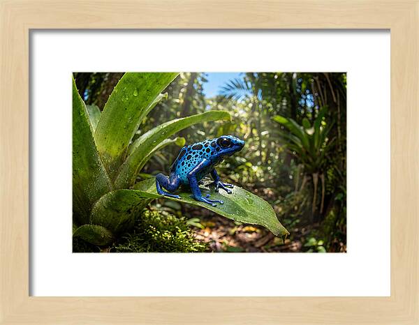 Poison Dart Frog In Lush Jungle