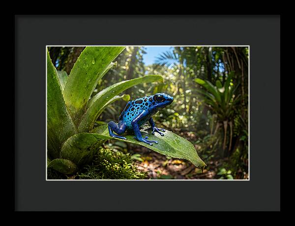 Poison Dart Frog In Lush Jungle
