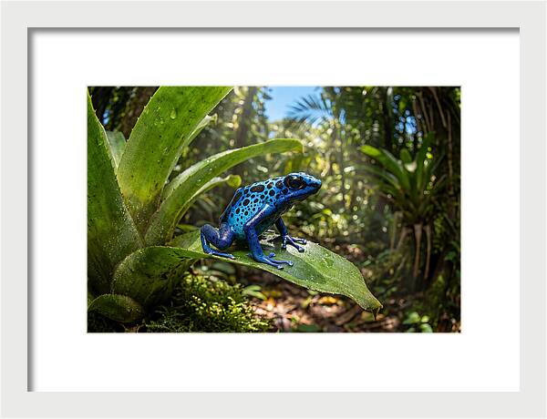Poison Dart Frog In Lush Jungle