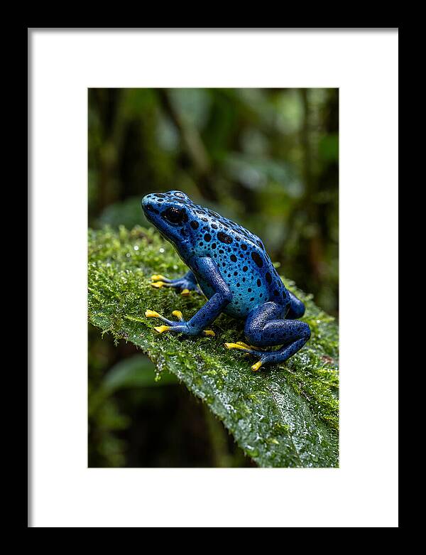 Poison Dart Frog In Nature