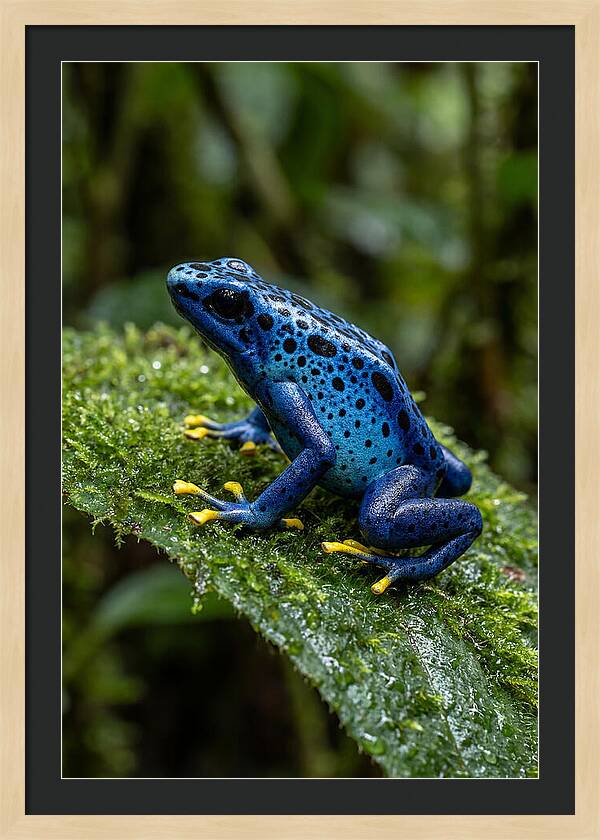 Poison Dart Frog In Nature
