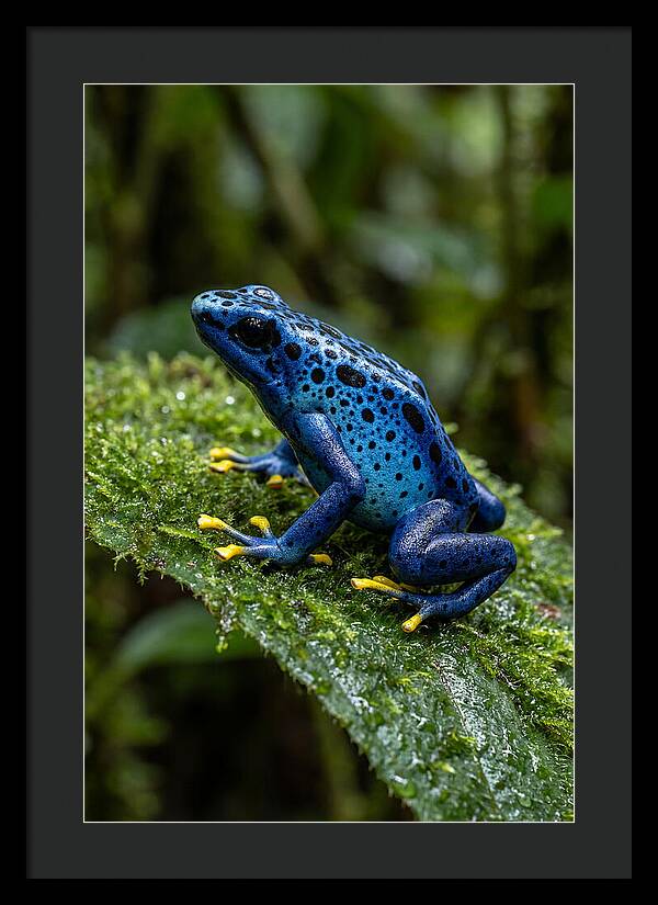 Poison Dart Frog In Nature
