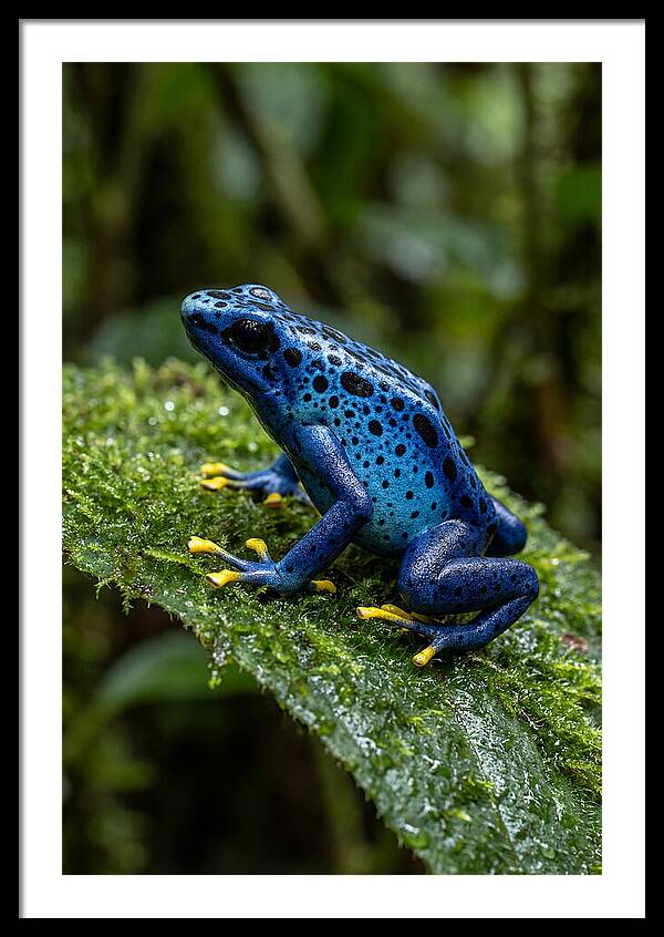 Poison Dart Frog In Nature