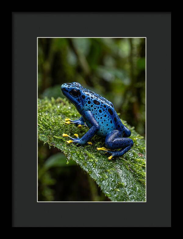 Poison Dart Frog In Nature