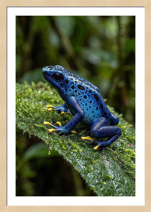 Poison Dart Frog In Nature