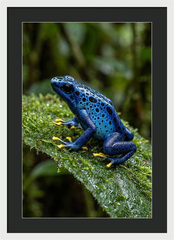 Poison Dart Frog In Nature