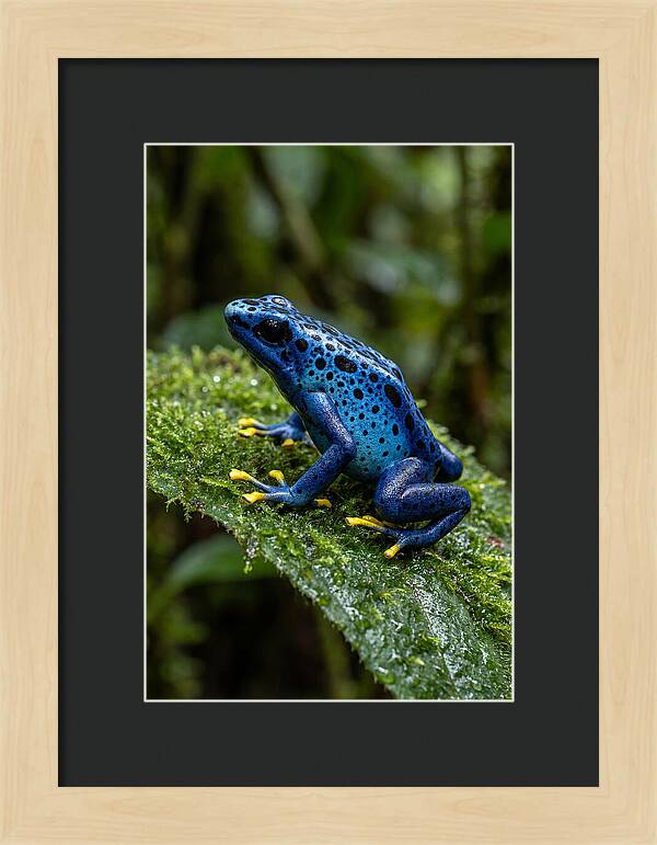 Poison Dart Frog In Nature
