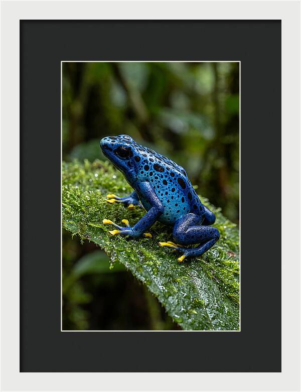 Poison Dart Frog In Nature