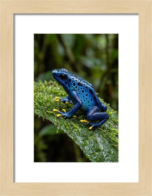 Poison Dart Frog In Nature