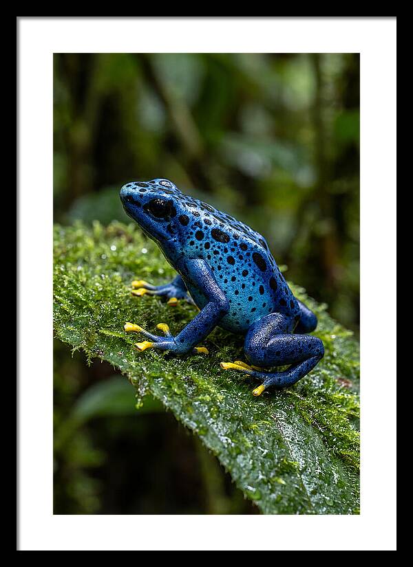 Poison Dart Frog In Nature