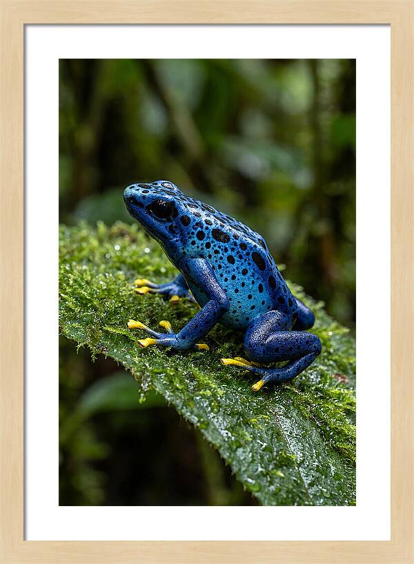 Poison Dart Frog In Nature