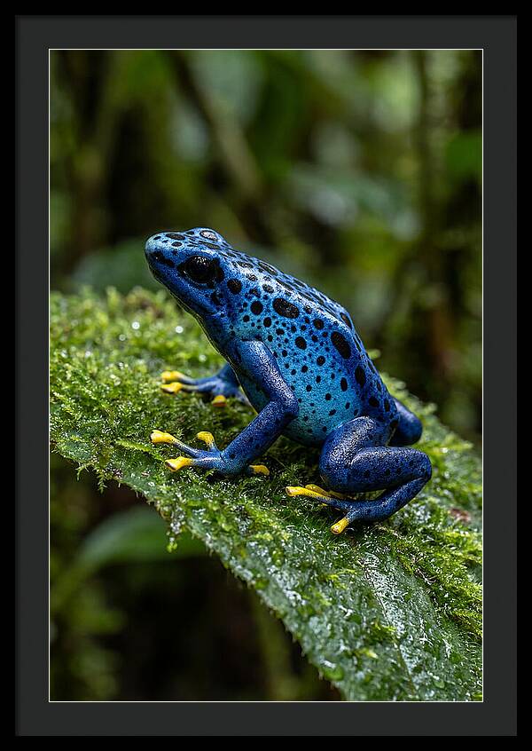 Poison Dart Frog In Nature