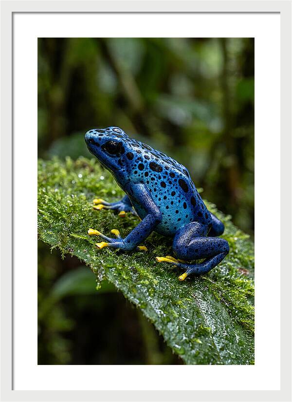 Poison Dart Frog In Nature
