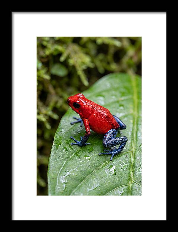 Poison Dart Frog On Leaf