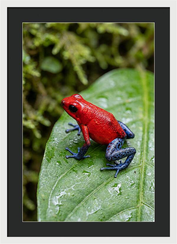Poison Dart Frog On Leaf