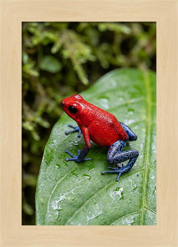 Poison Dart Frog On Leaf