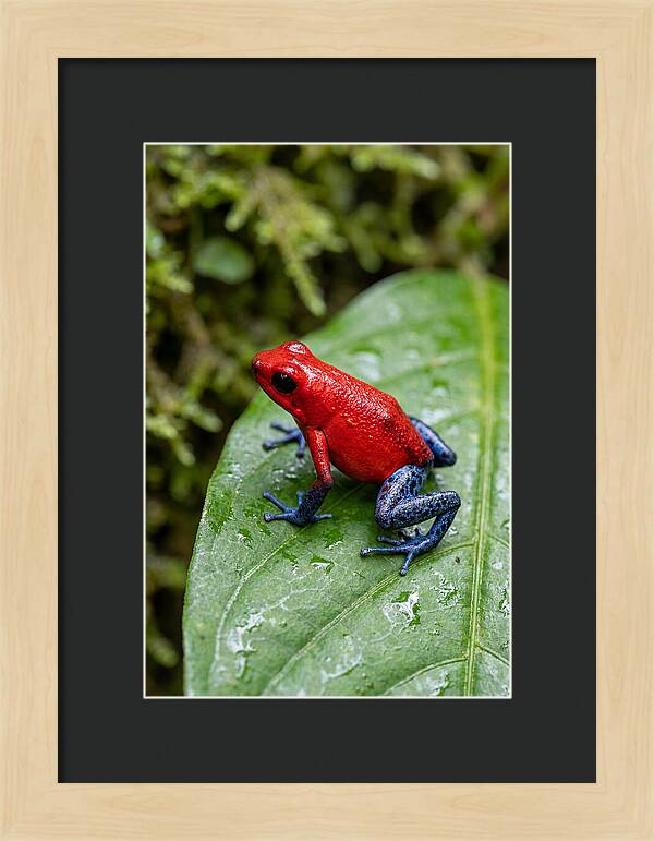 Poison Dart Frog On Leaf